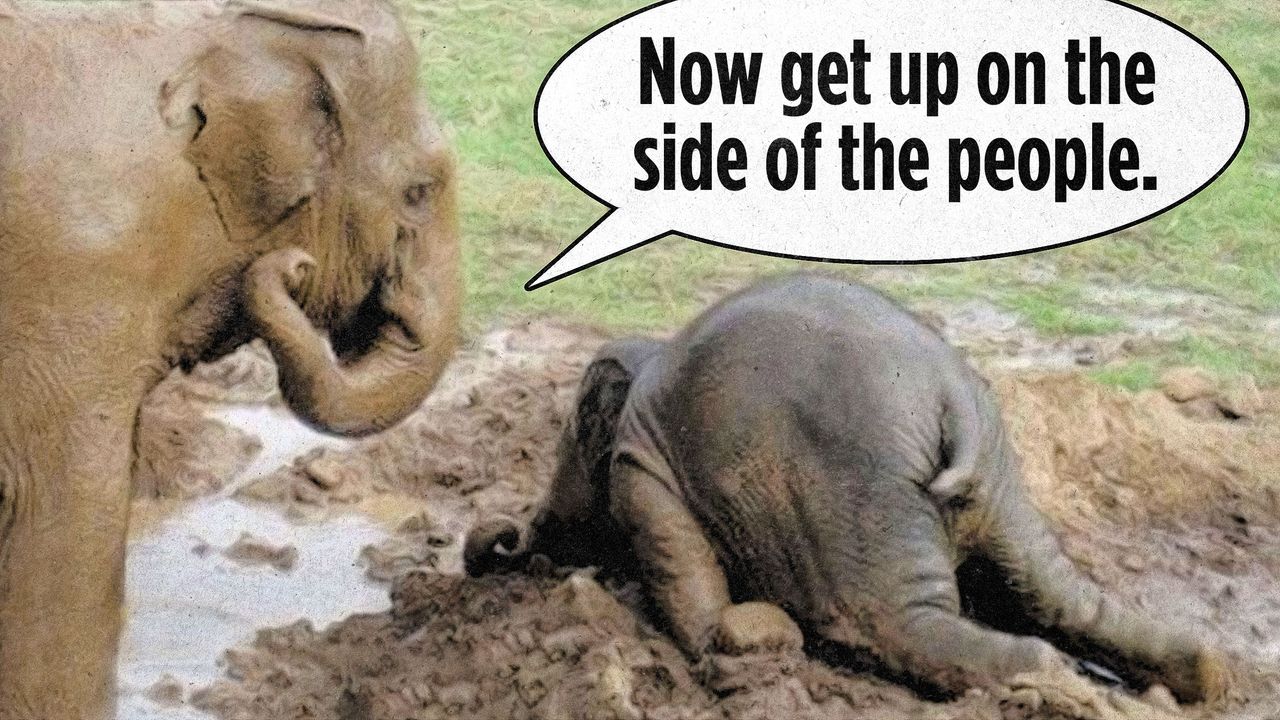 elephant