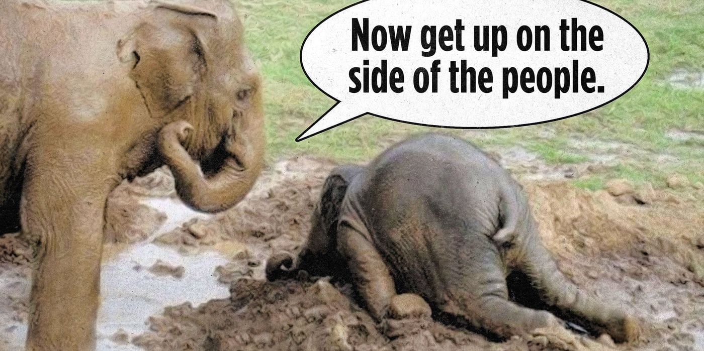 elephant