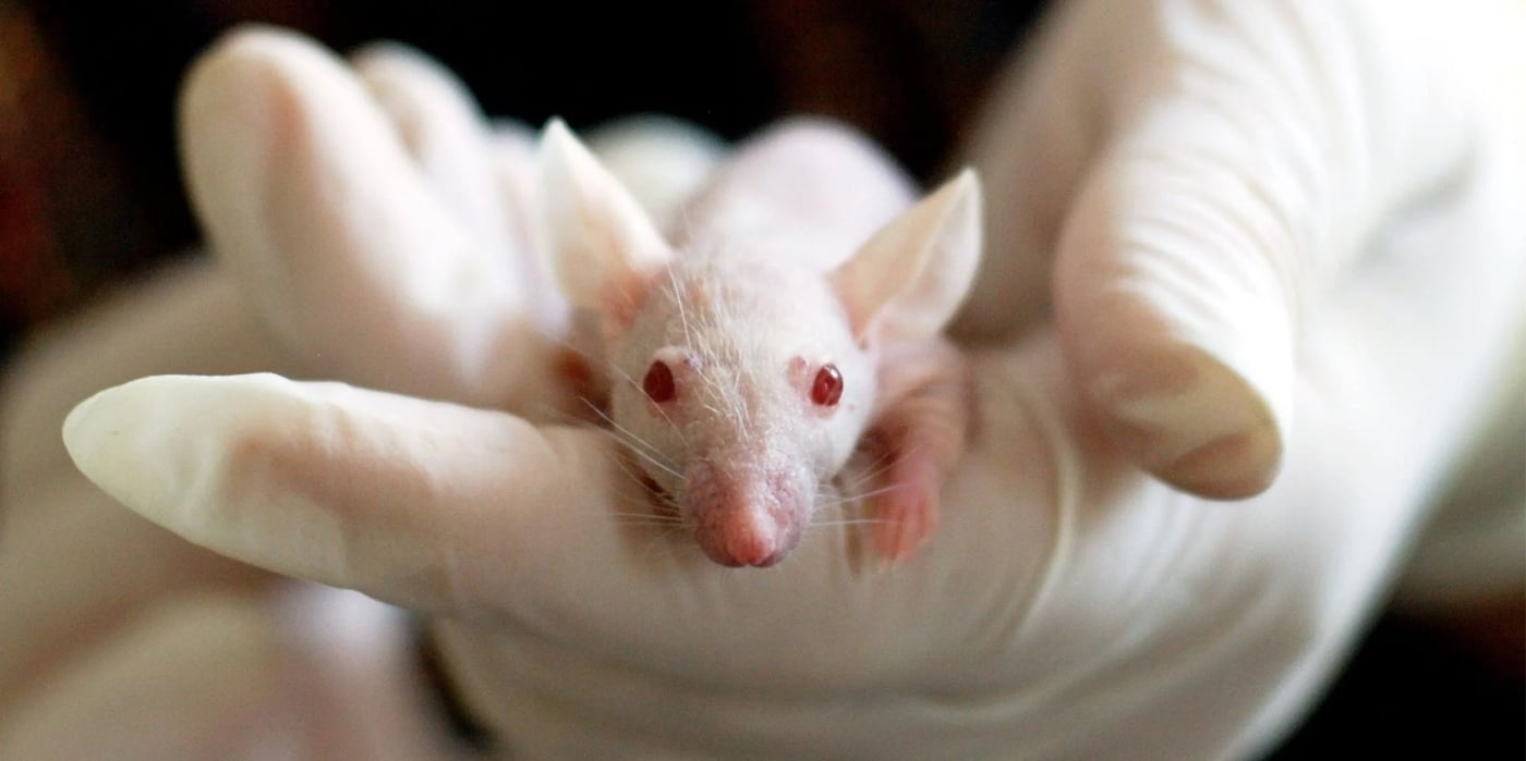 rat