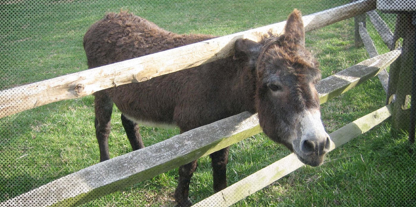 2023 1 23 moonshine donkey