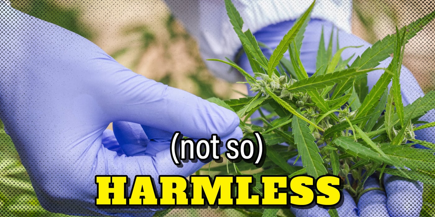 2023 9 20 harmless marijuana