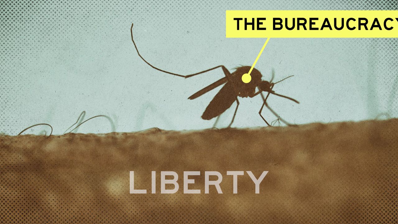 2023 10 4 bureaucracy mosquito