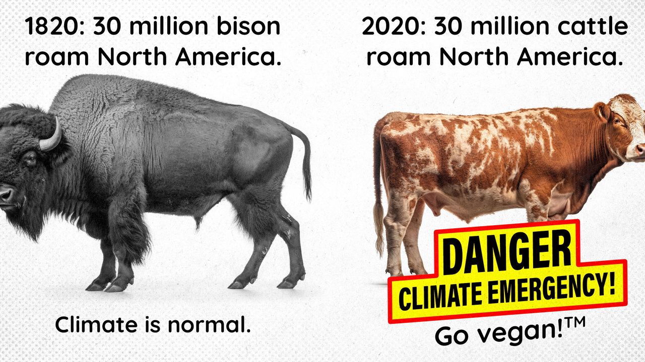 2023 12 5 cows bison climate