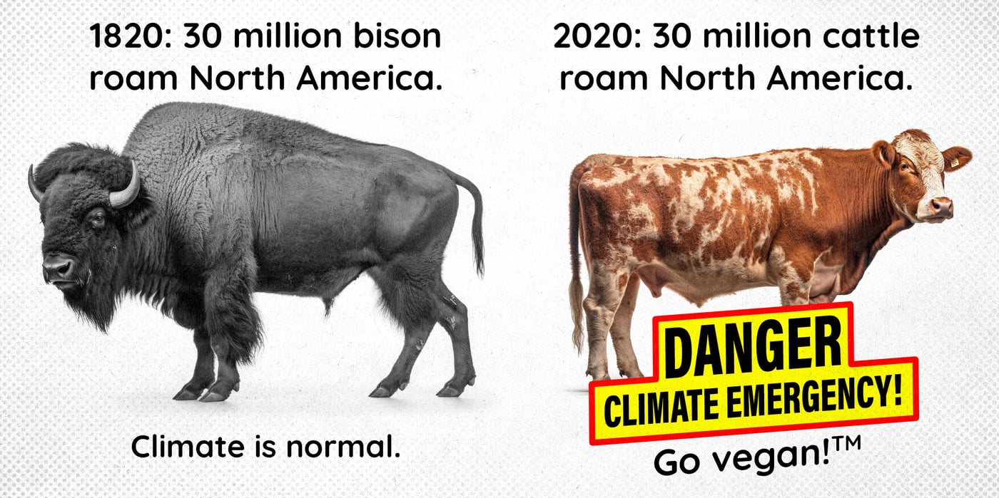 2023 12 5 cows bison climate