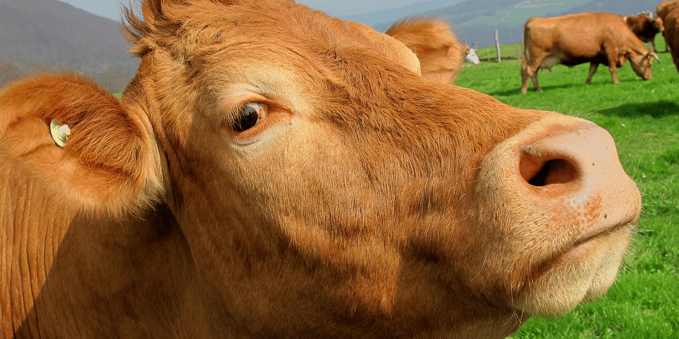 cow