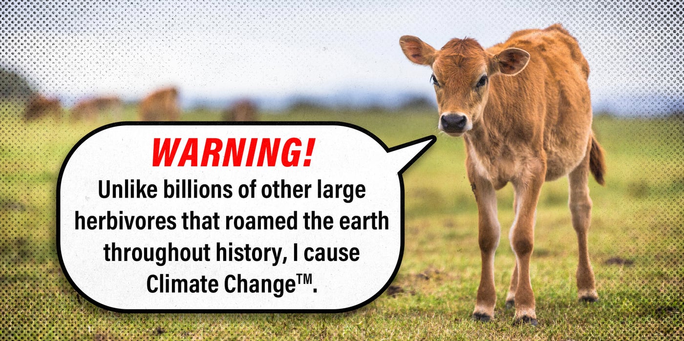 2023 12 5 cows bison climate