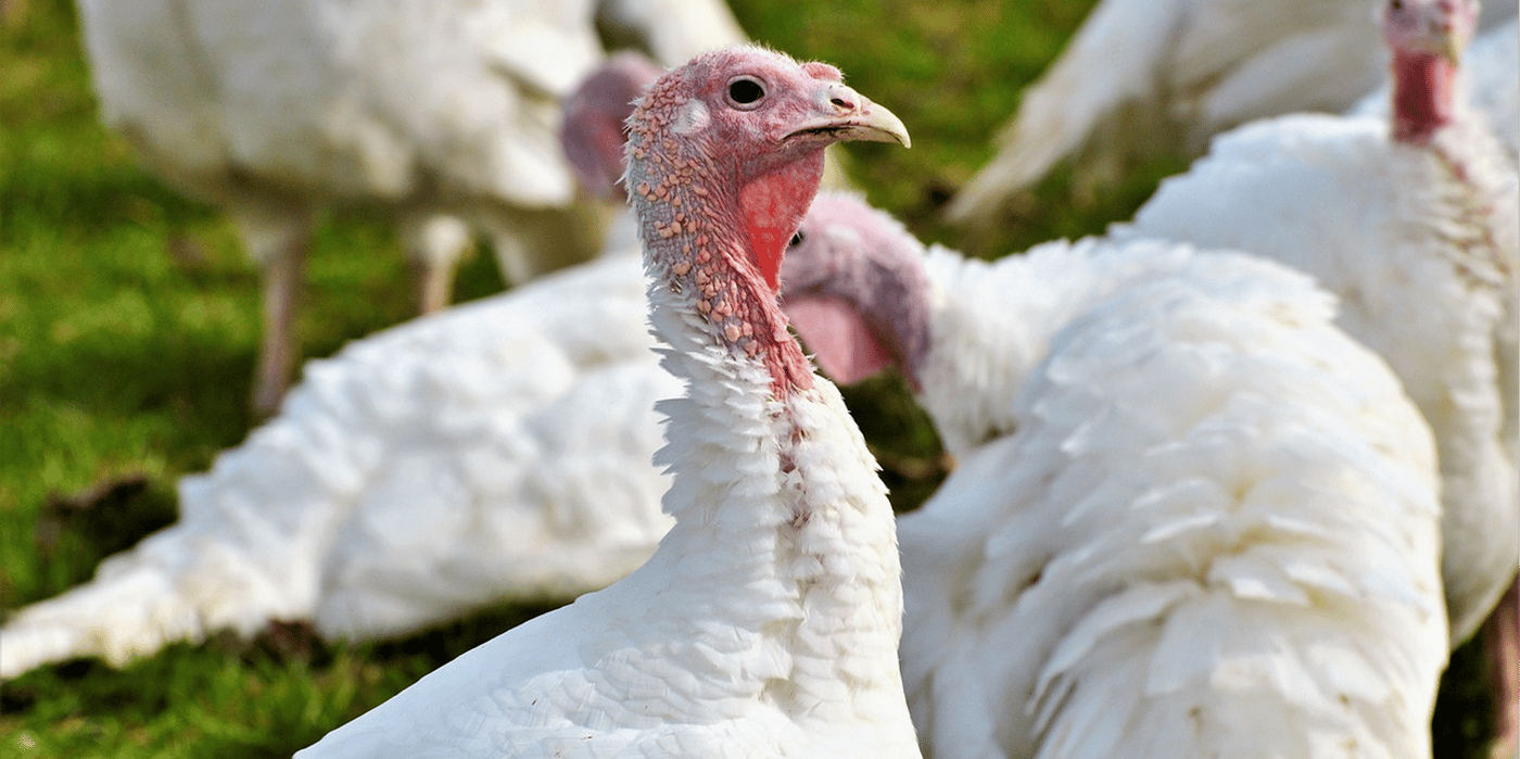turkey