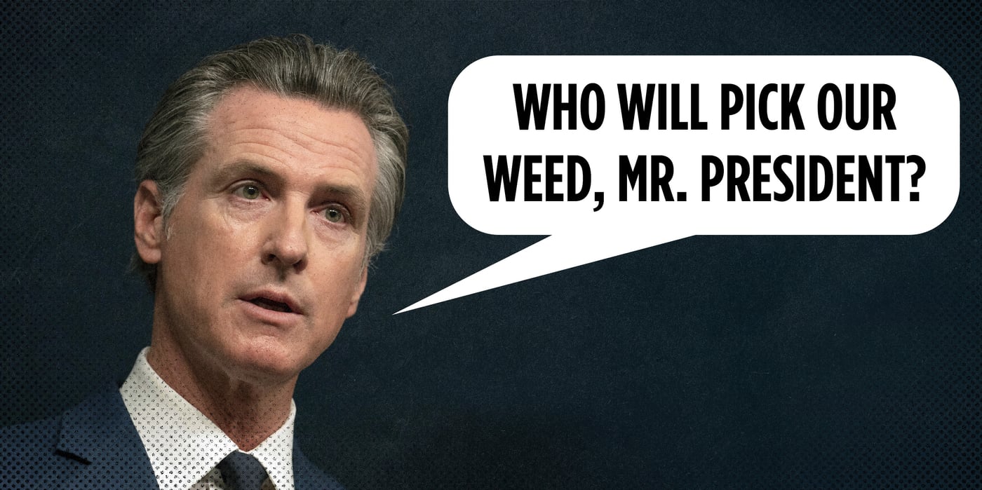 2025 7 14 newsom who will pick weed