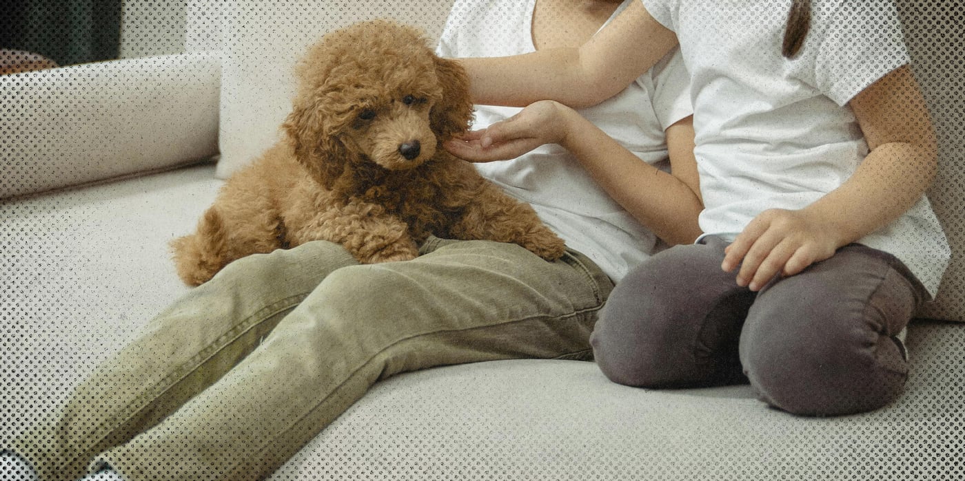 2026 3 11 get a dog