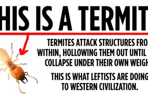 termite