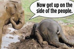 elephant