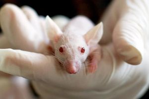 rat