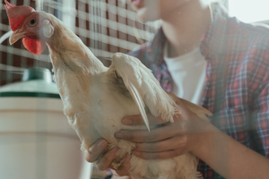 poultry