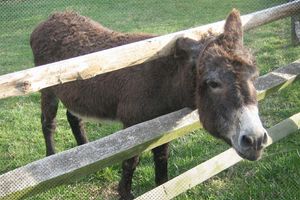 2023 1 23 moonshine donkey