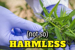 2023 9 20 harmless marijuana