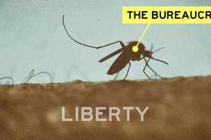 2023 10 4 bureaucracy mosquito