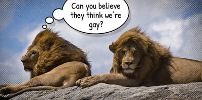 2023 10 20 gay lions or someshit