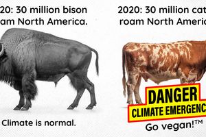 2023 12 5 cows bison climate