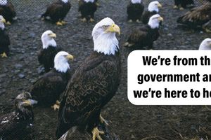 2024 1 2 eagles esa