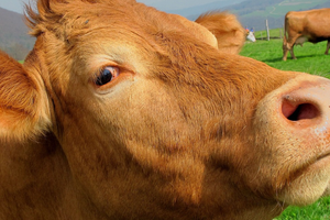 cow