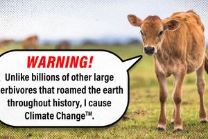 2023 12 5 cows bison climate