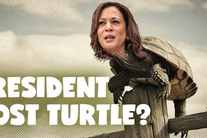 2024 7 30 Kamala post turtle