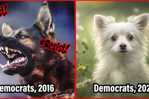 2024 11 26 dems 2016 vs 2024