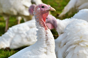 turkey