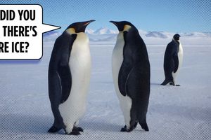 2025 5 7 antarctica more ice