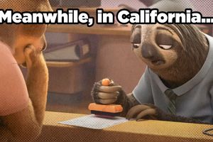 2025 7 16 meanwhile california sloth