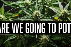 2025 12 19 pot marijuana