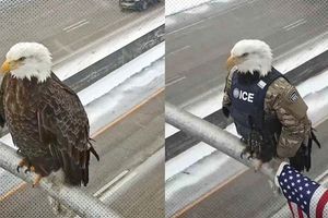 2026 1 23 eagle minnesota3