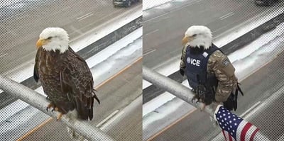 2026 1 23 eagle minnesota3