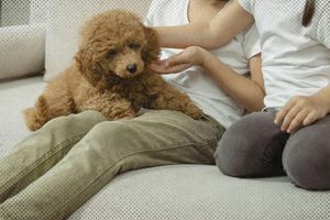 2026 3 11 get a dog