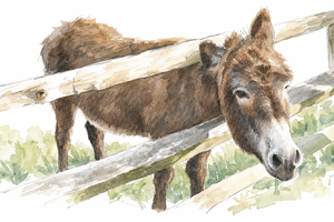 2026 5 12 donkey head stuck