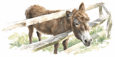 2026 5 12 donkey head stuck
