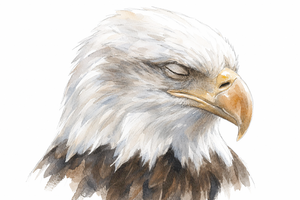 2026 6 24 sleeping eagle freedom
